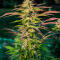 Семена сорта Ultimate Bubba Auto fem (Семяныч)