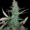 Семена сорта Maxi Haze auto fem