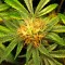 Семена сорта Red Diesel fem (Barney's Farm)