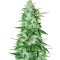 Семена сорта Brain Stroke Auto fem (High Speed ​​Buds)