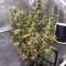 Семена сорта Auto Glueberry O.G. fem (Dutch Passion)