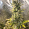 Семена сорта Auto Glueberry O.G. fem (Dutch Passion)
