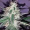 Семена сорта Chemdog fem (Green House Seeds)
