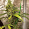 Семена сорта Gorilla Cookies Fast fem (High Speed ​​Buds)