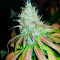 Семена сорта Leisure Zoot Larry fem (Dr. Krippling Seeds)