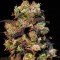 Семена сорта Taison Auto fem (VIP seeds)
