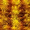 Семена сорта White Caramel Cookie fem (Sumo Seeds)