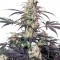 Семена сорта Passion Fruit fem