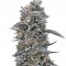 Семена сорта Black D.O.G. fem