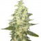 Семена сорта Supreme Kush CBD fem