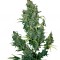 Семена сорта Tundra #2 Auto fem