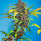 Семена сорта Auto Blackberry Kush fem (Dutch Passion)