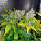 Семена сорта Banana Rapids fem (Dr. Krippling Seeds)