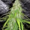Сорт конопли Cheese Autoflowering
