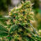 Семена сорта Gagarin Haze fem (Семяныч)