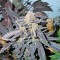 Семена сорта Kush-N-Cheese fem