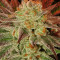 Семена сорта Mob Boss fem (Anesia Seeds)