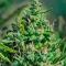 Семена сорта Mystical Autoflower fem (Easy Grow Seeds)