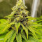 Семена сорта Purple OG Punch fem (Dutch Passion)