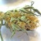 Семена сорта Purple Maroc fem (Female Seeds)