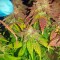 Семена сорта Purple Trainwreck fem