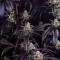 Семена сорта Strawberry Gorilla Auto RF3 fem (FastBuds)