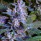 Семена сорта Incredible Bulk Auto fem (Dr. Krippling Seeds)