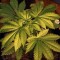Семена сорта White Widow Auto fem (Green House Seeds)