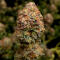 Семена сорта Zkittlez x Grapefruit (7CH Seeds & Cali Buds Seeds)