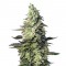 Семена Green Poison XL Auto шишки