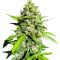 Семена сорта OG Kush Auto fem (Семяныч)