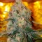 Семена сорта Appleberry fem (Sumo Seeds)