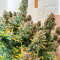 Семена сорта Auto Fire DOG fem (Advanced Seeds)