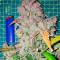 Семена сорта Auto Fire DOG fem (Advanced Seeds)