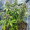 Семена сорта Auto Green Wild Shark fem (Victory Seeds)