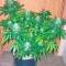 Семена сорта Grape Ape fem (Barney's Farm)