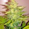 Семена сорта Hobbit Auto (Ginger Punch Auto) fem