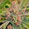 Семена сорта Insane OG