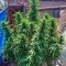 Семена сорта La Reina de Africa (Kaboom) fem