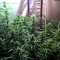 Семена сорта Lemon Kush fem (Female Seeds)