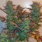 Семена сорта Master kush reg (Dutch Passion)