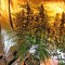 Семена сорта Snow White (Big Bud) fem (Nirvana Seeds)