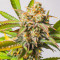 Семена сорта Strawberry Chemdawg OG fem (Dutch Passion)