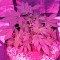 Семена сорта Swiss Cheese fem