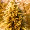 Семена сорта Cheesy Mist Tree fem (KFC Seeds)