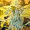 Семена сорта Thai Fantasy fem (Kannabia Seed Company)
