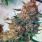 Семена сорта Ultimate Bubba Auto fem (Семяныч)