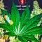 Семена сорта White Russian reg (Serious Seeds)