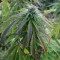 Семена сорта Canadian Kush 2.0 fem