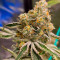 Семена сорта Brain Stroke Auto fem (High Speed ​​Buds)